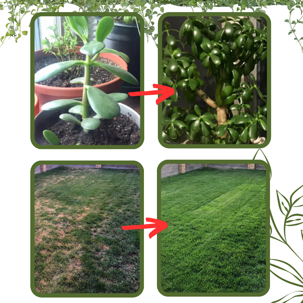 Organic Nutrients Soil Activator - Ozerty